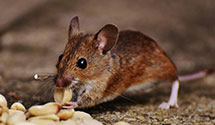 Rodent Control